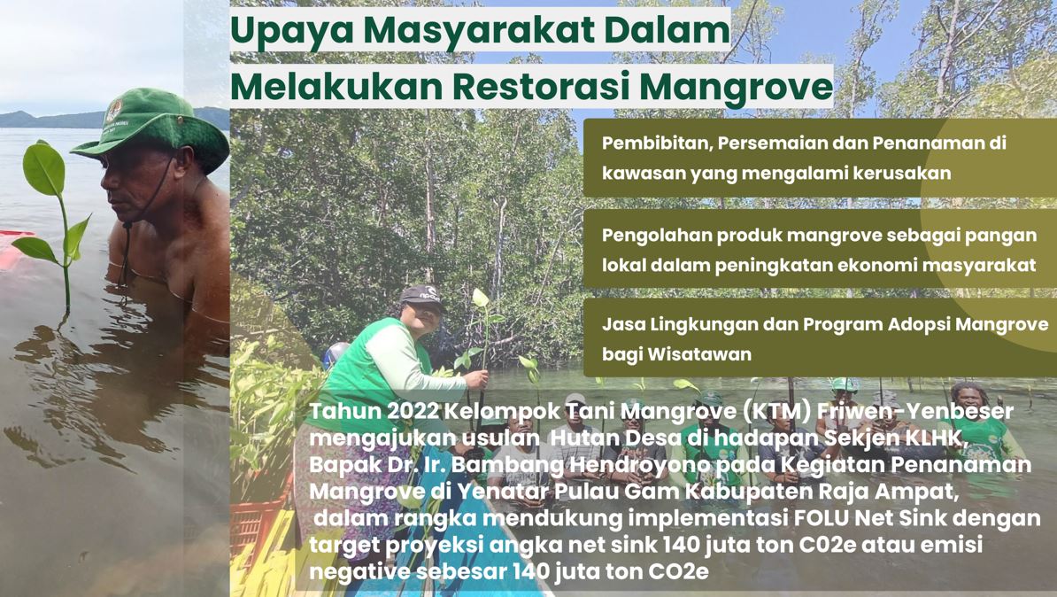 restorasi mangrove raja ampat