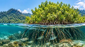 mangrove raja ampat
